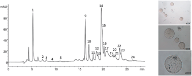 Graphical abstract: Phenolic extracts of Rubus ulmifolius Schott flowers: characterization, microencapsulation and incorporation into yogurts as nutraceutical sources