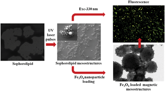 Graphical abstract: Fluorescent sophorolipid molecular assembly and its magnetic nanoparticle loading: a pulsed laser process