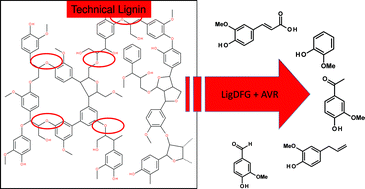 Graphical abstract: Enzymatic cleavage of lignin β-O-4 aryl ether bonds via net internal hydrogen transfer