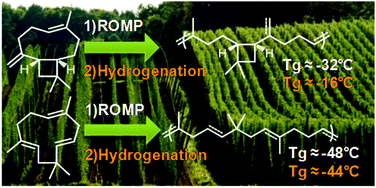Graphical abstract: Polyterpenes by ring opening metathesis polymerization of caryophyllene and humulene