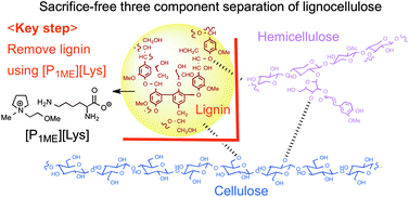 Graphical abstract: A possible means of realizing a sacrifice-free three component separation of lignocellulose from wood biomass using an amino acid ionic liquid