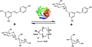 Graphical abstract: Ionic liquids as cosolvents for glycosylation by sucrose phosphorylase: balancing acceptor solubility and enzyme stability