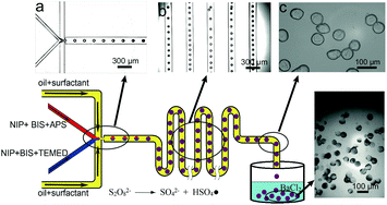 Graphical abstract: Atom-economical in situ synthesis of BaSO4 as imaging contrast agents within poly(N-isopropylacrylamide) microgels using one-step droplet microfluidics