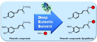 Graphical abstract: Evaluation of deep eutectic solvent–water binary mixtures for lipase-catalyzed lipophilization of phenolic acids