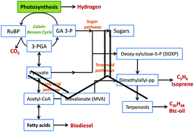 Graphical abstract: Green metrics evaluation of isoprene production by microalgae and bacteria