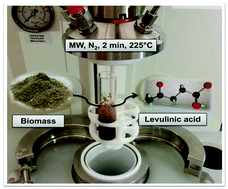 Graphical abstract: Microwave-assisted flash conversion of non-edible polysaccharides and post-harvest tomato plant waste to levulinic acid