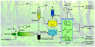 Graphical abstract: THF co-solvent enhances hydrocarbon fuel precursor yields from lignocellulosic biomass