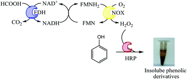 Graphical abstract: Oxidation of phenolic compounds catalyzed by immobilized multi-enzyme systems with integrated hydrogen peroxide production