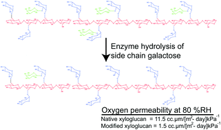 Graphical abstract: Water-soluble hemicelluloses for high humidity applications – enzymatic modification of xyloglucan for mechanical and oxygen barrier properties