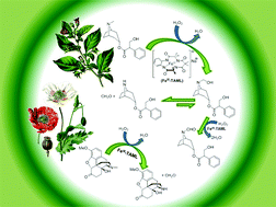 Graphical abstract: Studies on the oxidative N-demethylation of atropine, thebaine and oxycodone using a FeIII-TAML catalyst