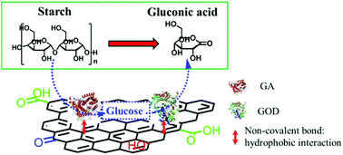 Graphical abstract: Co-immobilization of multi-enzyme on control-reduced graphene oxide by non-covalent bonds: an artificial biocatalytic system for the one-pot production of gluconic acid from starch