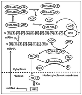 Graphical abstract: Mathematical modelling of miRNA mediated BCR.ABL protein regulation in chronic myeloid leukaemia vis-a-vis therapeutic strategies