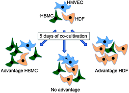 Graphical abstract: Human triple cell co-culture for evaluation of bone implant materials