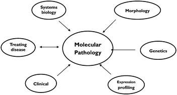 Graphical abstract: Personalised treatment of haematological malignancies through systems medicine based on single molecules in single cells