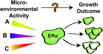 Graphical abstract: Hormonally responsive breast cancer cells in a microfluidic co-culture model as a sensor of microenvironmental activity