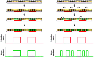 Graphical abstract: Design principles for generating robust gene expression patterns in dynamic engineered tissues