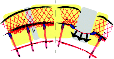 Graphical abstract: An actin length threshold regulates adhesion maturation at the lamellipodium/lamellum interface
