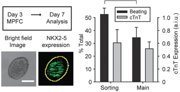 Graphical abstract: Large particle multiphoton flow cytometry to purify intact embryoid bodies exhibiting enhanced potential for cardiomyocyte differentiation