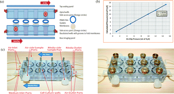 Graphical abstract: A multiphase fluidic platform for studying ventilator-induced injury of the pulmonary epithelial barrier