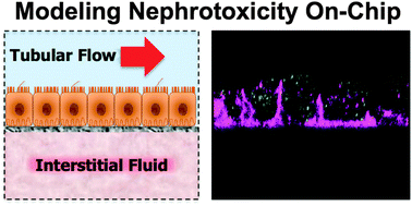 Graphical abstract: Human kidney proximal tubule-on-a-chip for drug transport and nephrotoxicity assessment