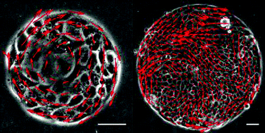 Graphical abstract: Guidance of collective cell migration by substrate geometry