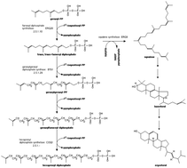 Graphical abstract: ERG9 and COQ1 disruption reveals isoprenoids biosynthesis is closely related to mitochondrial function in Saccharomyces cerevisiae