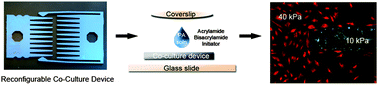 Graphical abstract: A co-culture device with a tunable stiffness to understand combinatorial cell–cell and cell–matrix interactions