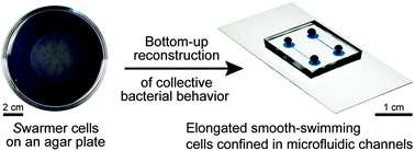 Graphical abstract: From swimming to swarming: Escherichia coli cell motility in two-dimensions