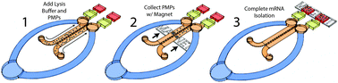 Graphical abstract: Streamlining gene expression analysis: integration of co-culture and mRNA purification