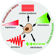 Graphical abstract: Directed cell migration in multi-cue environments