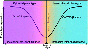 Graphical abstract: Local control of hepatic phenotype with growth factor-encoded surfaces