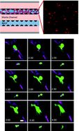 Graphical abstract: Mechanisms of tumor cell extravasation in an in vitro microvascular network platform