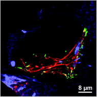 Graphical abstract: Three-dimensional fibroblast morphology on compliant substrates of controlled negative curvature