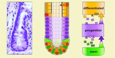 Graphical abstract: Unraveling intestinal stem cell behavior with models of crypt dynamics