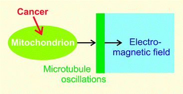 Graphical abstract: Postulates on electromagnetic activity in biological systems and cancer