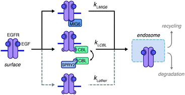 Graphical abstract: Differential parsing of EGFR endocytic flux among parallel internalization pathways in lung cancer cells with EGFR-activating mutations