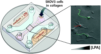 Graphical abstract: RhoA and Rac1 play independent roles in lysophosphatidic acid-induced ovarian cancer chemotaxis