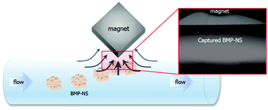 Graphical abstract: Magnetic manipulation of bacterial magnetic nanoparticle-loaded neurospheres