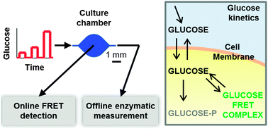 Graphical abstract: Determination of glucose flux in live myoblasts by microfluidic nanosensing and mathematical modeling