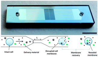 Graphical abstract: Plasma membrane recovery kinetics of a microfluidic intracellular delivery platform