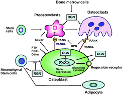 Graphical abstract: The role of regucalcin in bone homeostasis: involvement as a novel cytokine