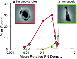 Graphical abstract: Ligand density elicits a phenotypic switch in human neutrophils