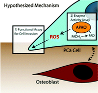 Graphical abstract: A microfluidic coculture and multiphoton FAD analysis assay provides insight into the influence of the bone microenvironment on prostate cancer cells