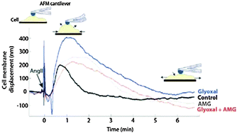 Graphical abstract: Amplification of AngII-dependent cell contraction by glyoxal: implication of cell mechanical properties and actomyosin activity