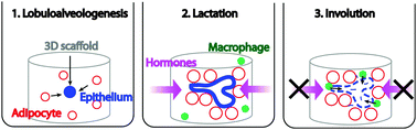 Graphical abstract: A 3-D in vitro co-culture model of mammary gland involution