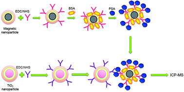 Graphical abstract: Determination of prostate-specific antigen (PSA) tagged with TiO2 nanoparticles using ICP-MS