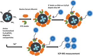 Graphical abstract: Metal/dye-doped core-shell silica nanoparticles for potential use in bioassay