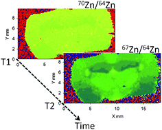 Graphical abstract: Isotope ratio measurements in biological tissues using LA-ICP-MS – possibilities, limitations, and perspectives