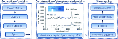 Graphical abstract: Rapid identification of phosphorus containing proteins in electrophoresis gel spots by Laser-Induced Breakdown Spectroscopy, LIBS