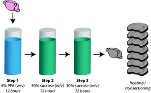 Graphical abstract: The effect of paraformaldehyde fixation and sucrose cryoprotection on metal concentration in murine neurological tissue